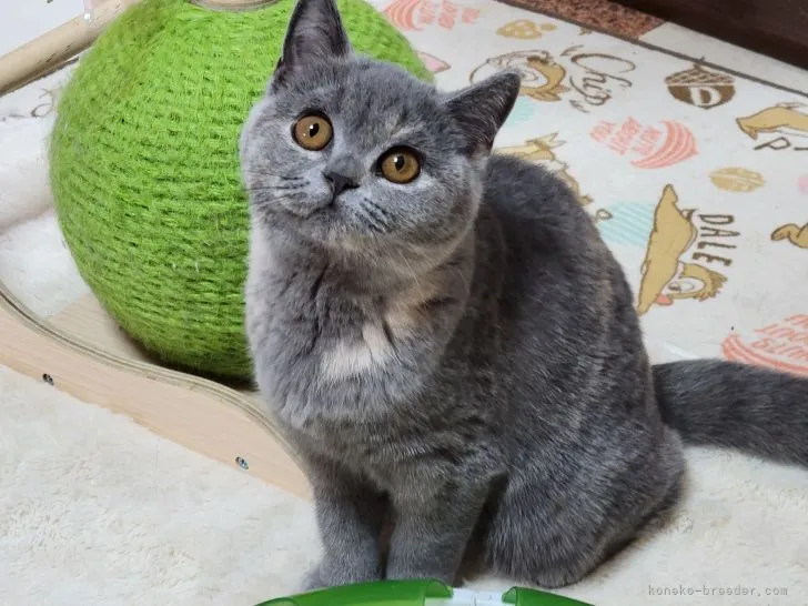 ID：2202-00057の子猫