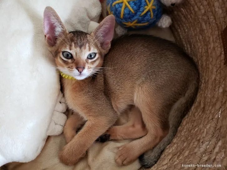 ID：2106-02440の子猫