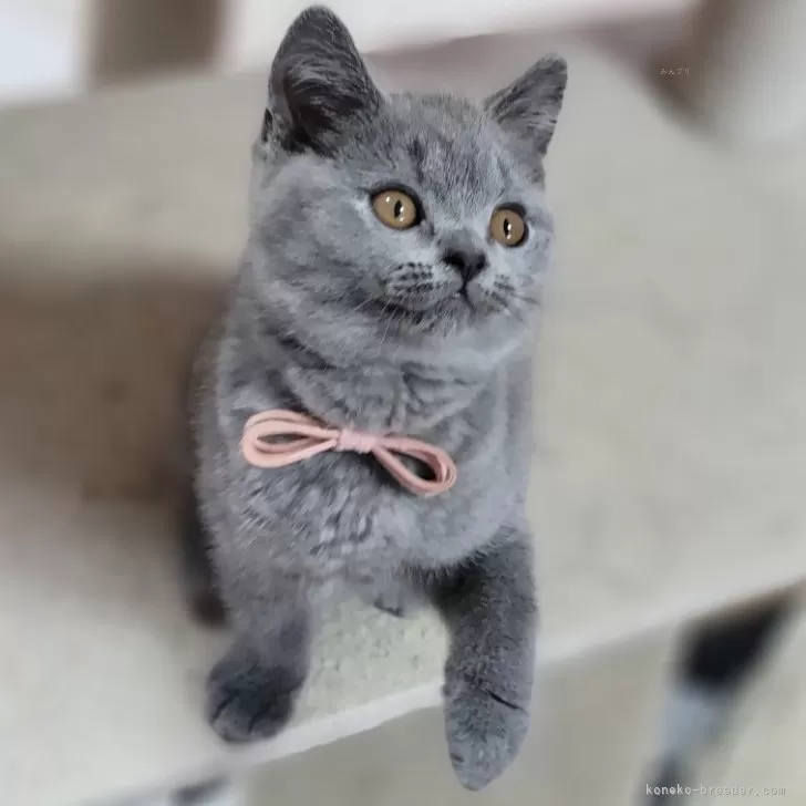 ID：2402-01865の子猫