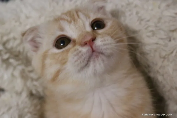 ID:1801-00288の子猫