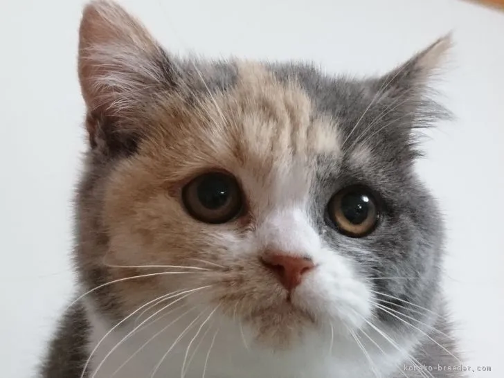 ID:1812-01105の子猫