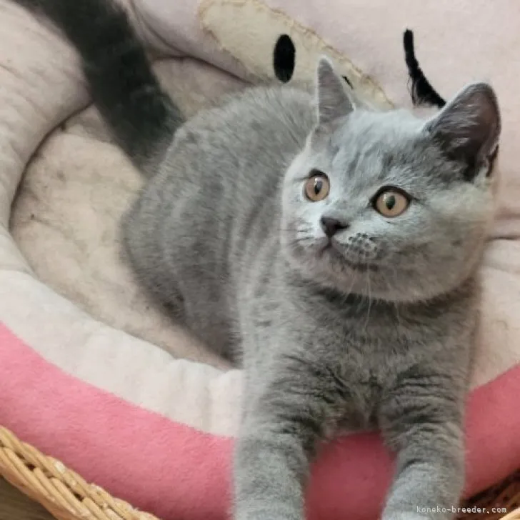 ID：2307-01472の子猫