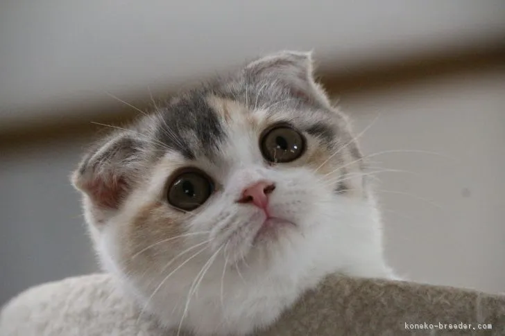 ID:1812-01109の子猫