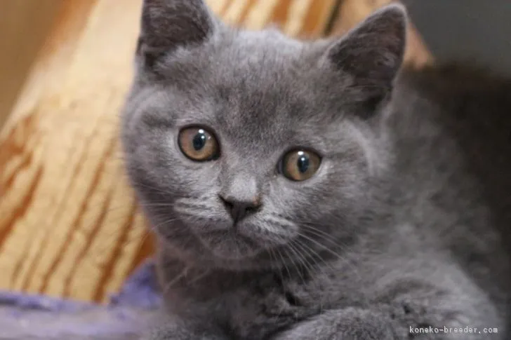 ID:1701-00380の子猫