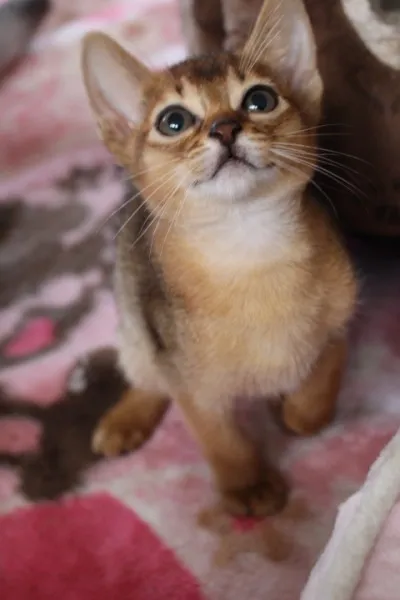 MEI 様のお迎えした子猫