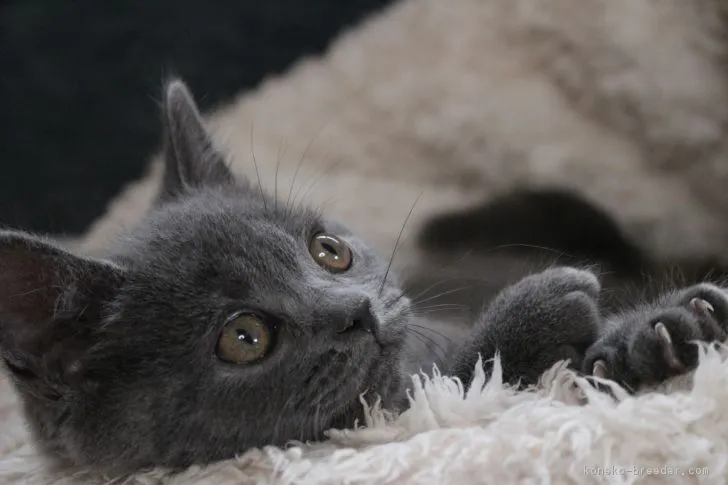 ID:1802-00145の子猫