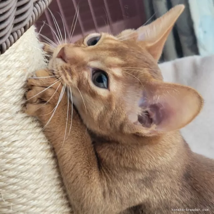 ID:2404-01558の子猫