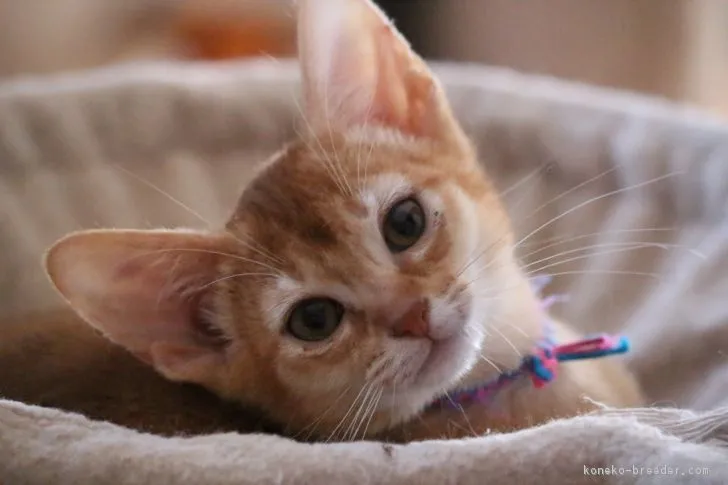 ID：1901-00128の子猫