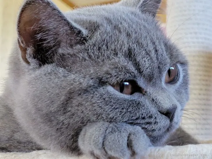 ID：2202-00060の子猫