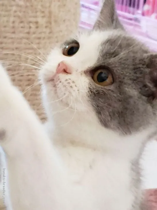 ID:1912-01078の子猫