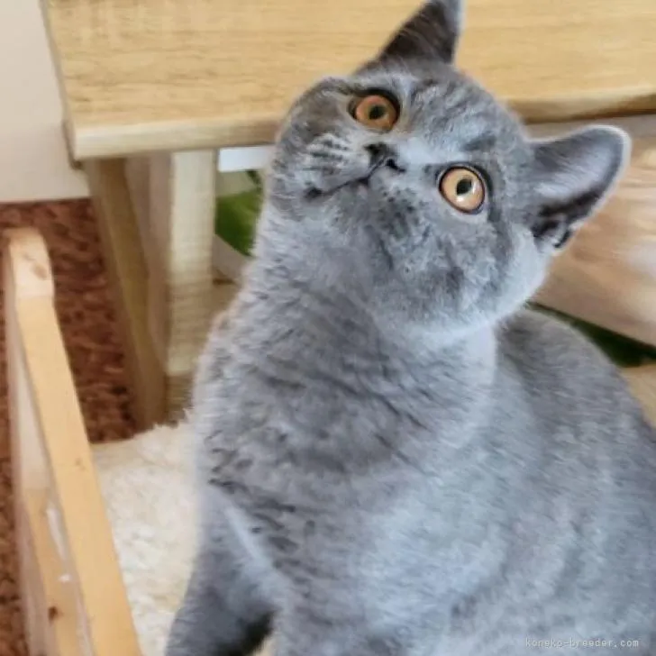 ID：2212-02141の子猫