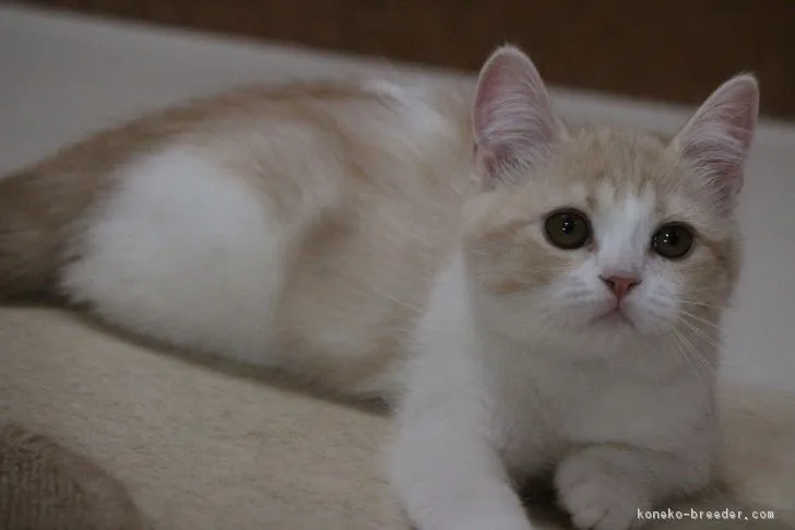 ID:1902-00366の子猫