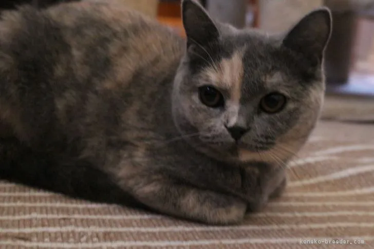 ID:1711-01008の子猫
