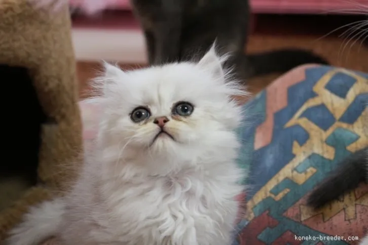 ID：1512-00398の子猫