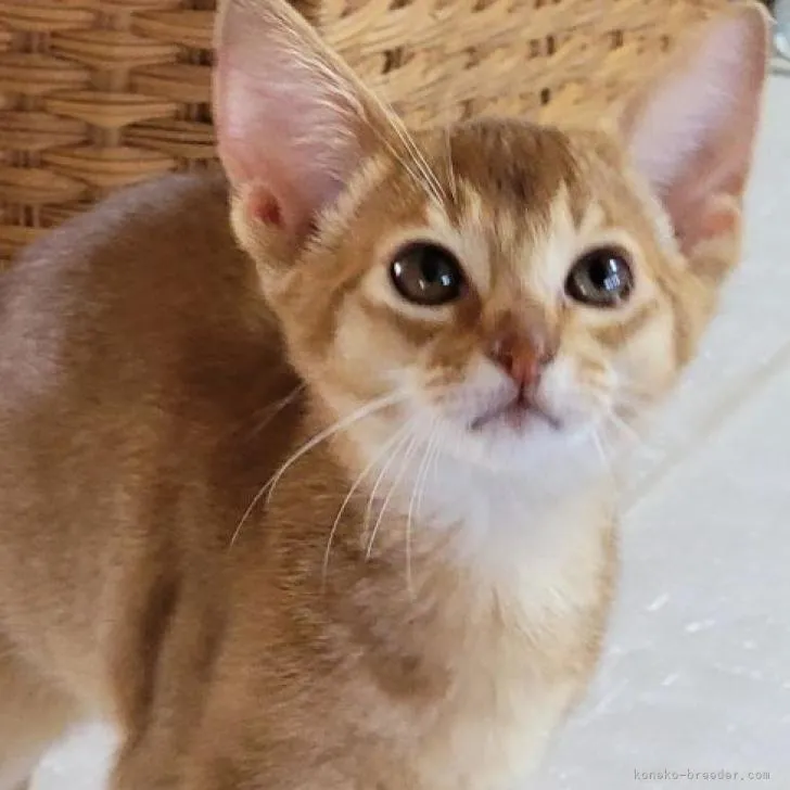 かのん 様のお迎えした子猫