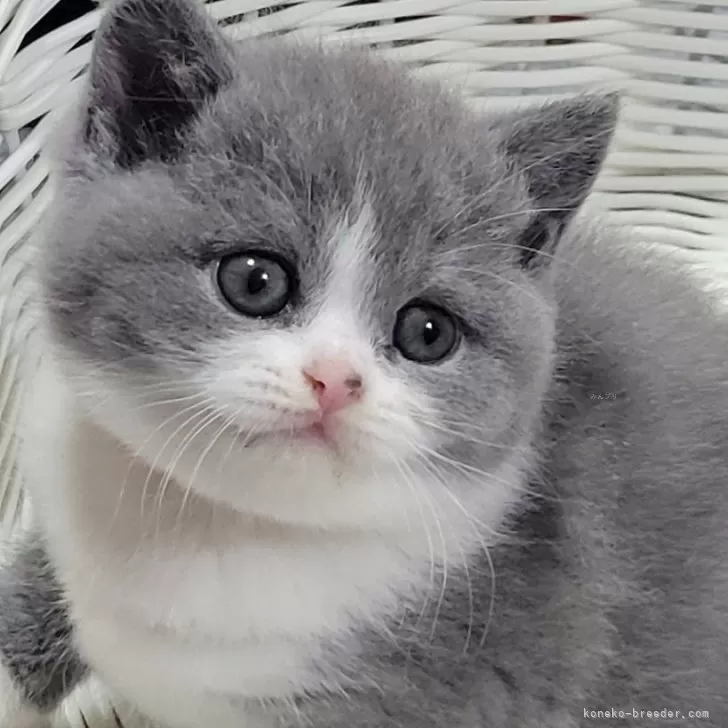 ID:2402-01912の子猫