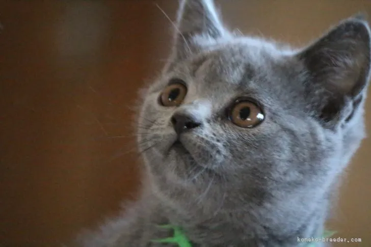 ID：1903-00839の子猫