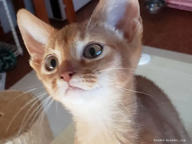 ID：1912-01473の子猫