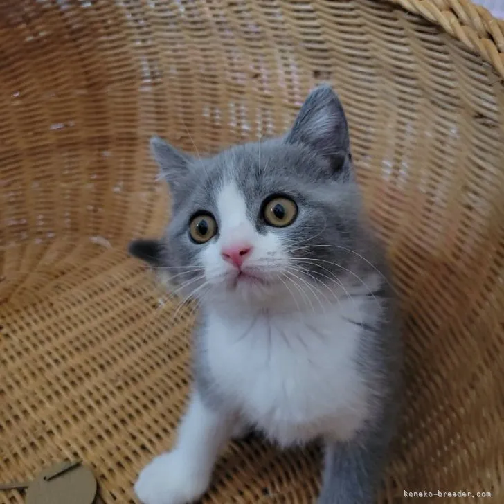 ID:2307-00728の子猫