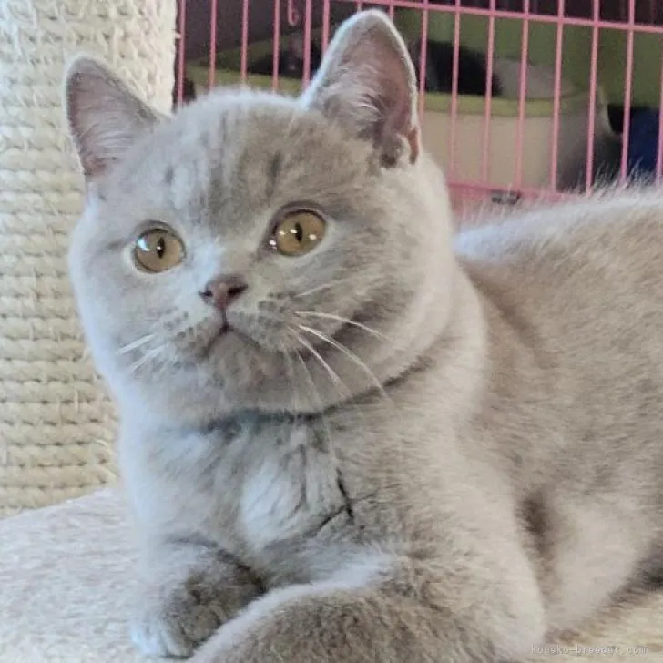 ID：2301-02251の子猫