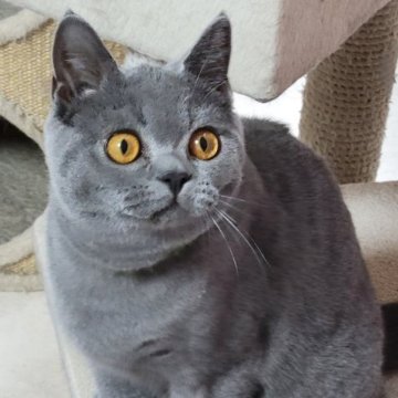 ブリティッシュショートヘア【愛知県・男の子・2023年2月25日・ブルー】の写真「キュートな瞳だね🤭」