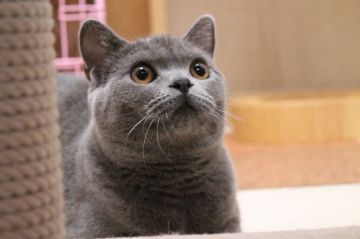 ブリティッシュショートヘア【愛知県・男の子・2018年4月19日・ブルー】の写真「ムチャ可愛い男の子だよ」