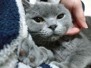 ブリティッシュショートヘア【愛知県・女の子・2018年6月10日・ブルータビー】の写真「ちょっと強面(*^_^*)」