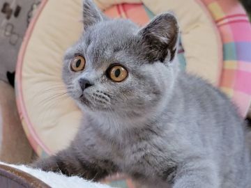 ブリティッシュショートヘア【愛知県・男の子・2021年12月6日・ブルー】の写真「まぁーるいお目めが可愛いね！」