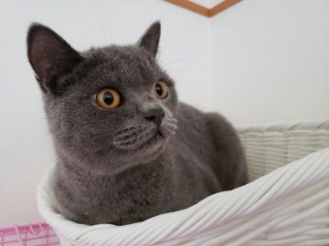 ブリティッシュショートヘア【愛知県・男の子・2019年1月4日・ブルー】の写真「やんちゃな男の子」