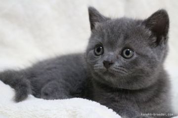 ブリティッシュショートヘア【愛知県・女の子・2015年5月17日・ブルー】の写真「可愛いお顔の長女ちゃん！！」