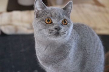 ブリティッシュショートヘア【愛知県・男の子・2018年4月19日・ブルー】の写真「ちょっとボォ～～っとした感じの男の子」