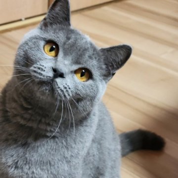 ブリティッシュショートヘア【愛知県・女の子・2023年4月18日・ブルー】の写真「おっとりしてるよ」
