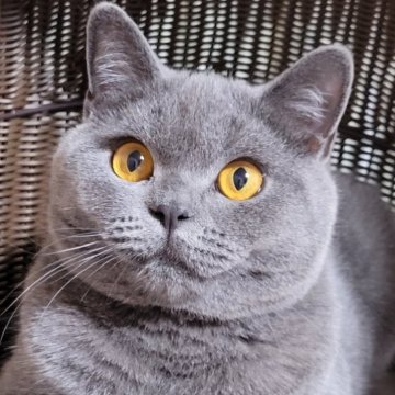 ブリティッシュショートヘア【愛知県・男の子・2023年10月29日・ブルー】の写真「去勢済みだよ」