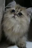 ペルシャ(チンチラ)【愛知県・男の子・2015年5月21日・チンチラゴールデン】の写真1