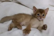 アビシニアン【愛知県・女の子・2015年5月23日・レッド】の写真1