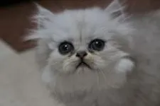 ペルシャ(チンチラ)【愛知県・男の子・2015年11月11日・チンチラシルバー】の写真2