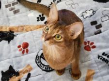 アビシニアン【・女の子・2021年10月13日・ルディ】