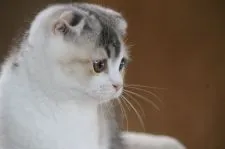 スコティッシュフォールド(折れ耳)【愛知県・女の子・2018年11月5日・ブルーシルバーパッチドタビー&ホワイト】の写真2