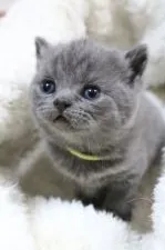 ブリティッシュショートヘア【愛知県・男の子・2014年12月28日・ブルー】の写真2