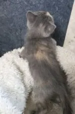 ブリティッシュショートヘア【愛知県・女の子・2017年10月18日・ブルークリーム】の写真3