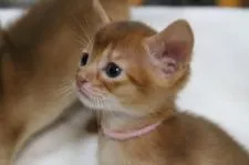 アビシニアン【愛知県・女の子・2015年5月23日・レッド】の写真3