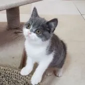 ブリティッシュショートヘア【愛知県・女の子・2019年3月27日・ブルーー&ホワイト】の写真3