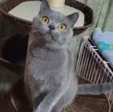 ブリティッシュショートヘア【愛知県・男の子・2023年4月18日・ブルー】の写真3「向かって左の子です」