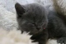 ブリティッシュショートヘア【愛知県・男の子・2016年9月30日・ブルー】の写真3