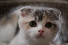 スコティッシュフォールド(折れ耳)【愛知県・女の子・2018年11月5日・ブルーシルバーパッチドタビー&ホワイト】の写真3