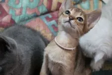 アビシニアン【愛知県・女の子・2015年11月17日・ルディ】の写真4