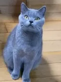 ブリティッシュショートヘア【愛知県・男の子・2023年4月18日・ブルー】の写真5