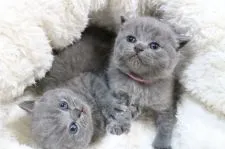 ブリティッシュショートヘア【愛知県・男の子・2014年12月28日・ブルー】の写真5