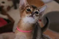 アビシニアン【愛知県・女の子・2018年10月21日・ルディ】の写真5