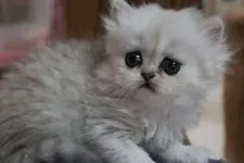 ペルシャ(チンチラ)【愛知県・男の子・2015年11月11日・チンチラシルバー】の写真5「生後1ヶ月くらい」